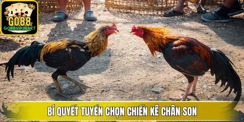 bi quyet tuyen chon chien ke chan son