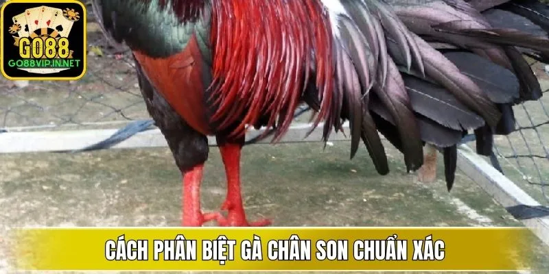 cach phan biet ga chan son chuan xac